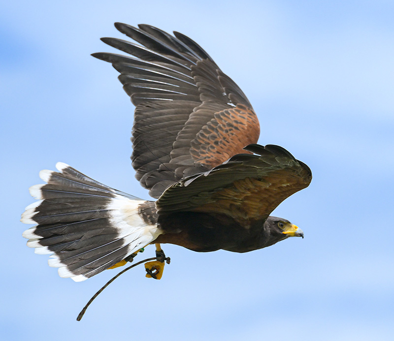 hawk